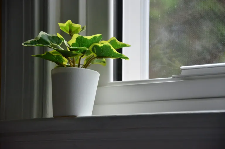 Window Tracks, Sills and a plant