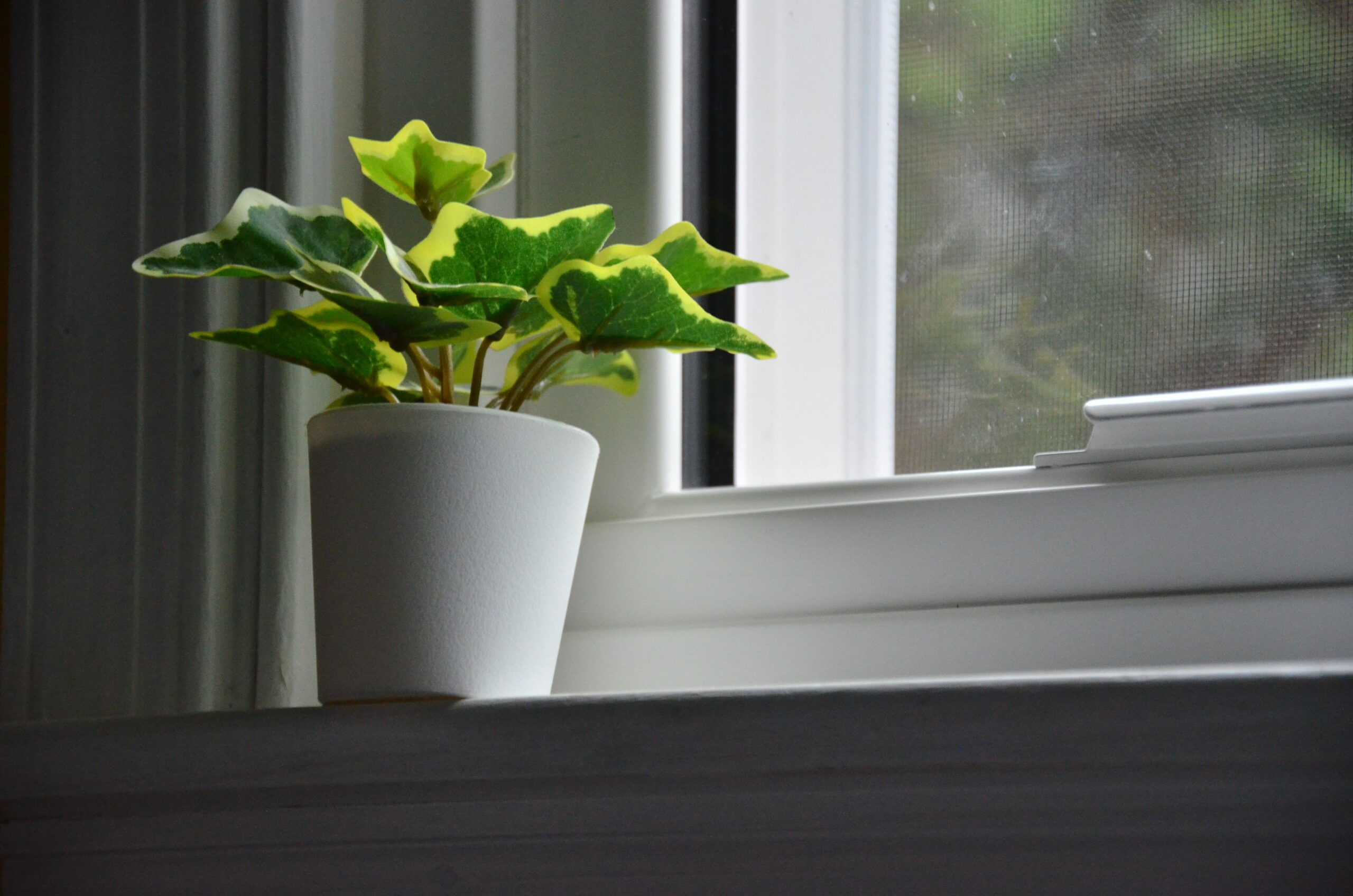 Window Tracks, Sills and a plant